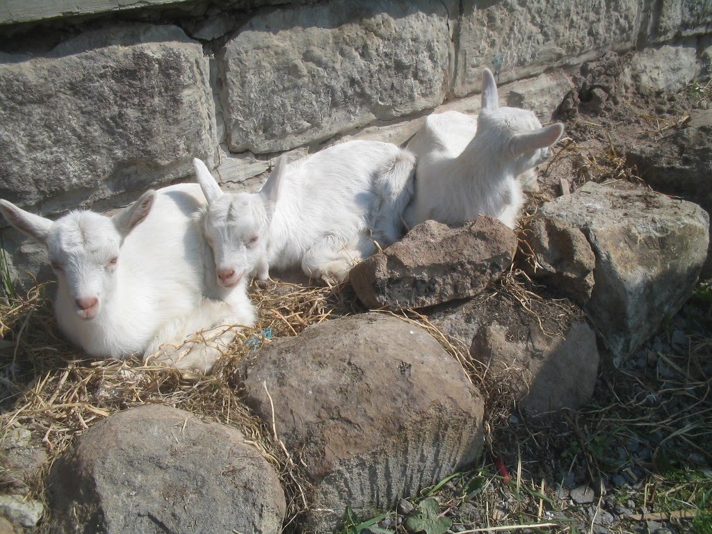 Living on a farm in Slovakia Plants that goats do not eat